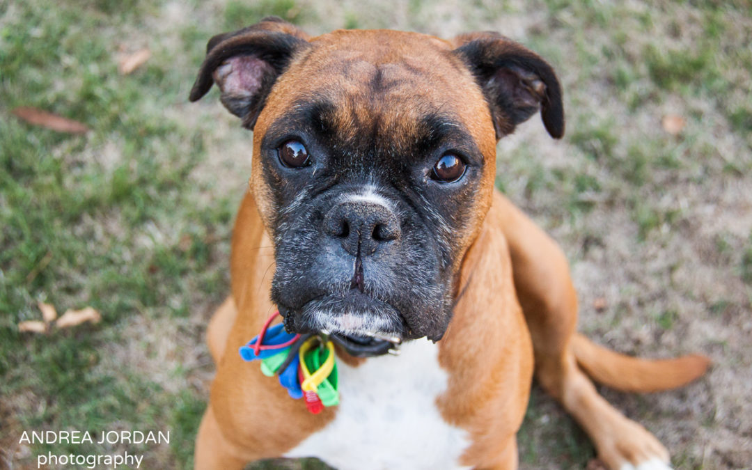 Beginners Guide To House Sitting