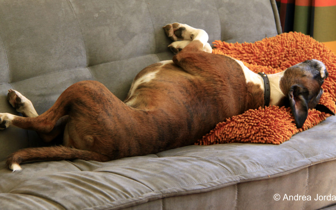 The Good, The Bad and The Ugly of House Sitting