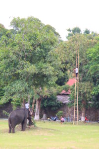 A head for heights (Hue, Vietnam)