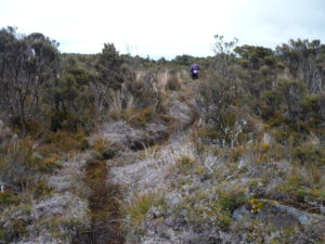 A trail fit for a goat