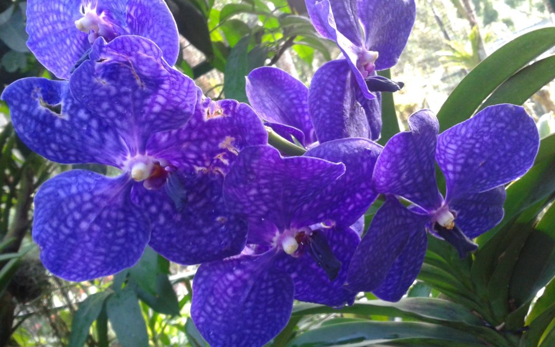 Singapore’s Botanic Gardens