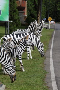 Take a left before the zebras. 