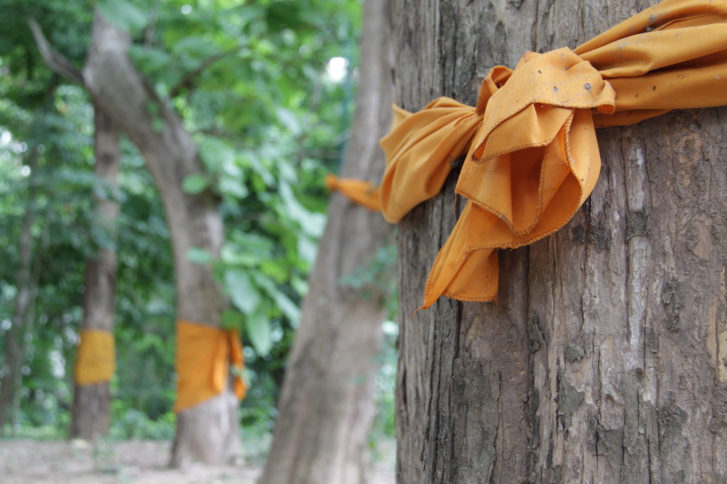 Each tree is blessed 