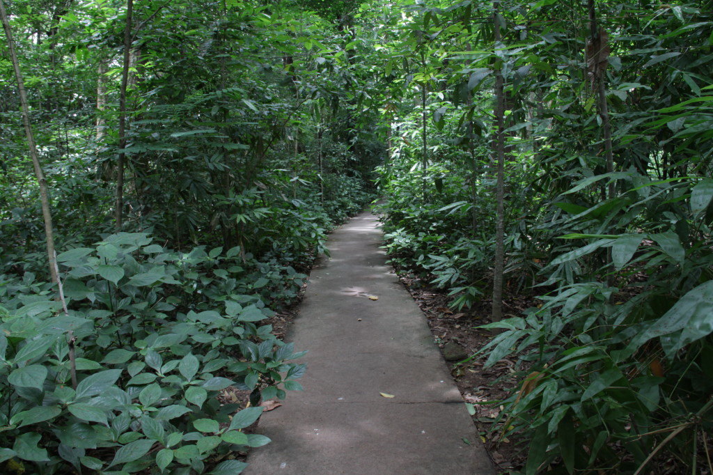 A peaceful wander in the woods