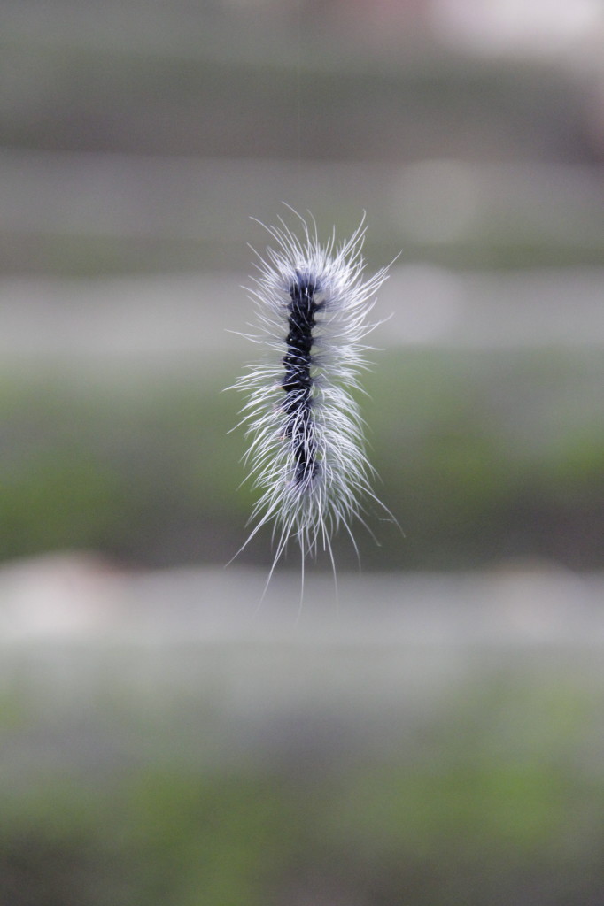 A different kind of caterpillar