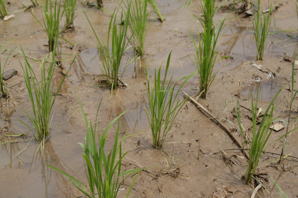 Ever wondered what baby rice looks like?