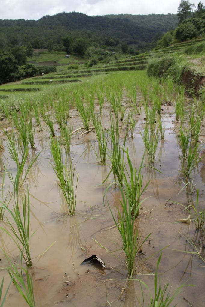 Community rice farm