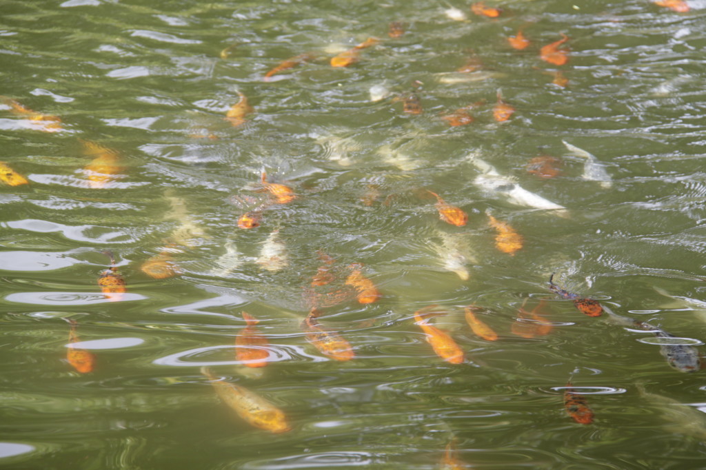 Best fish ever! They swam round in circles near to the surface so we could see them clearly