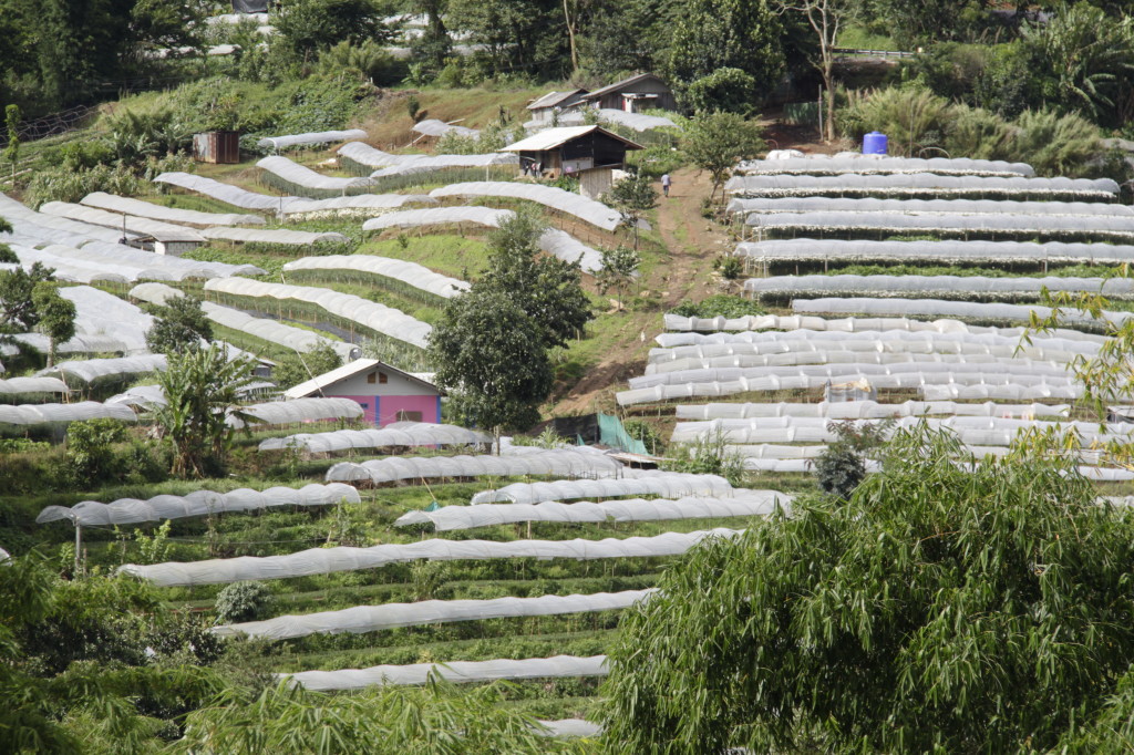Flowers being grown the Royal Project