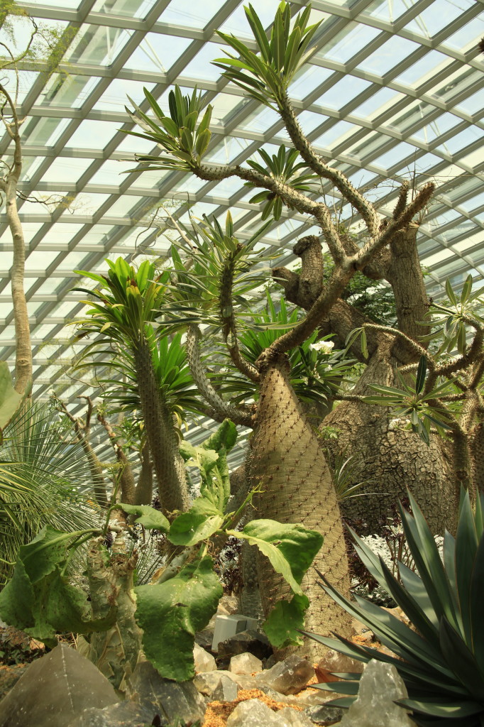 Succulents in the Flower Dome