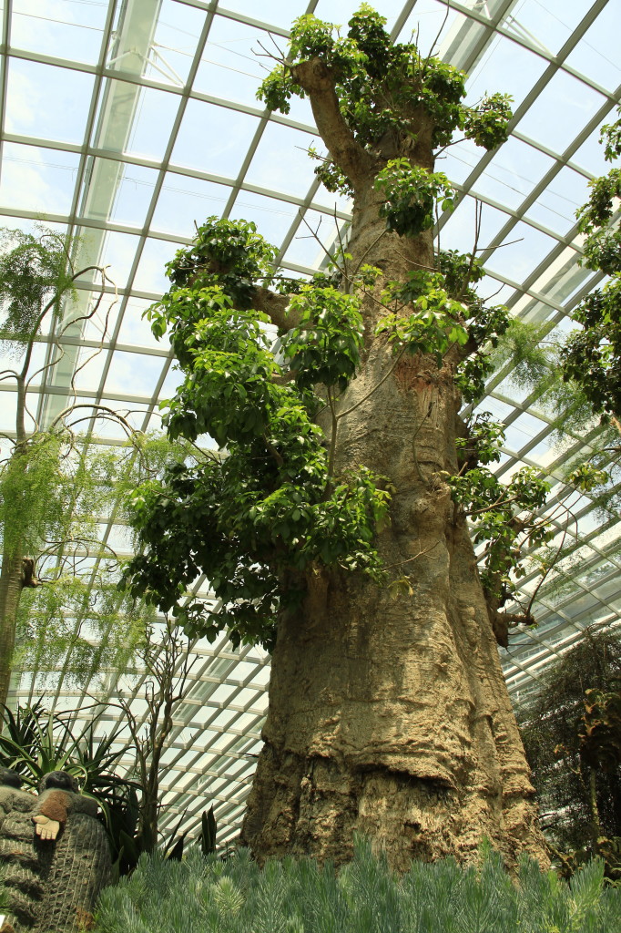 Baobab Tree