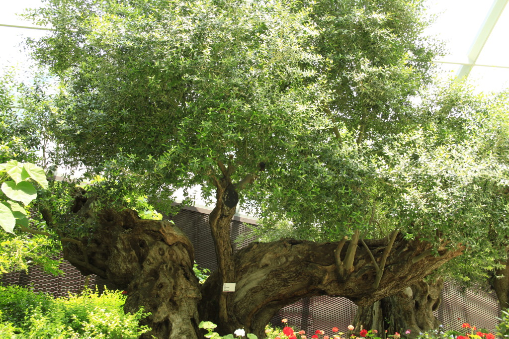 1000 year old olive tree