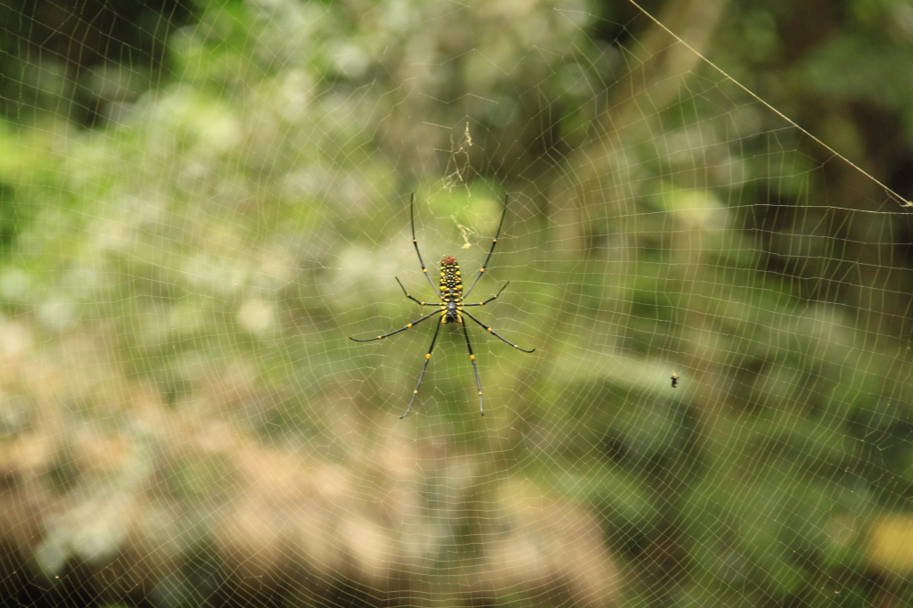 The  biggest spider I've EVER seen!