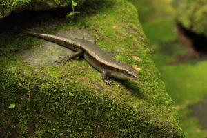 A beautiful lizard posed for me