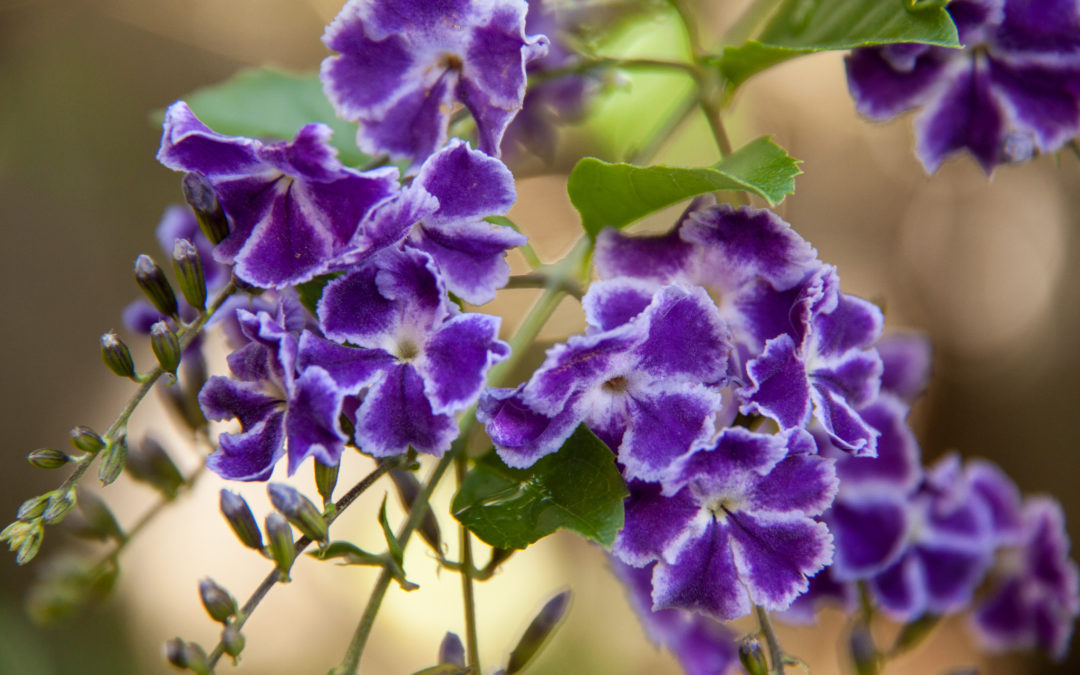 San Pedro Lake Atitlan