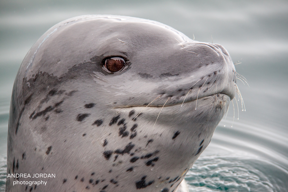 Incredible Wildlife Encounter At Cierva Cove, Antarctica