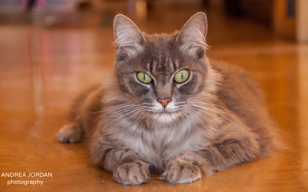 how to find housesits