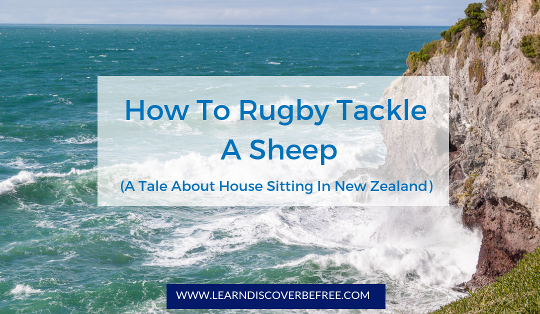 How To Rugby Tackle A Sheep (A Tale About House Sitting In New Zealand)